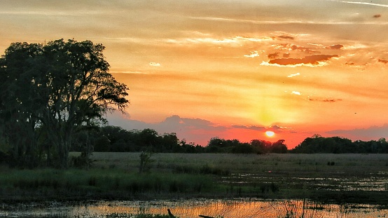 Wildlife in the Serengeti, Africa